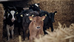 Calf rearing workshop